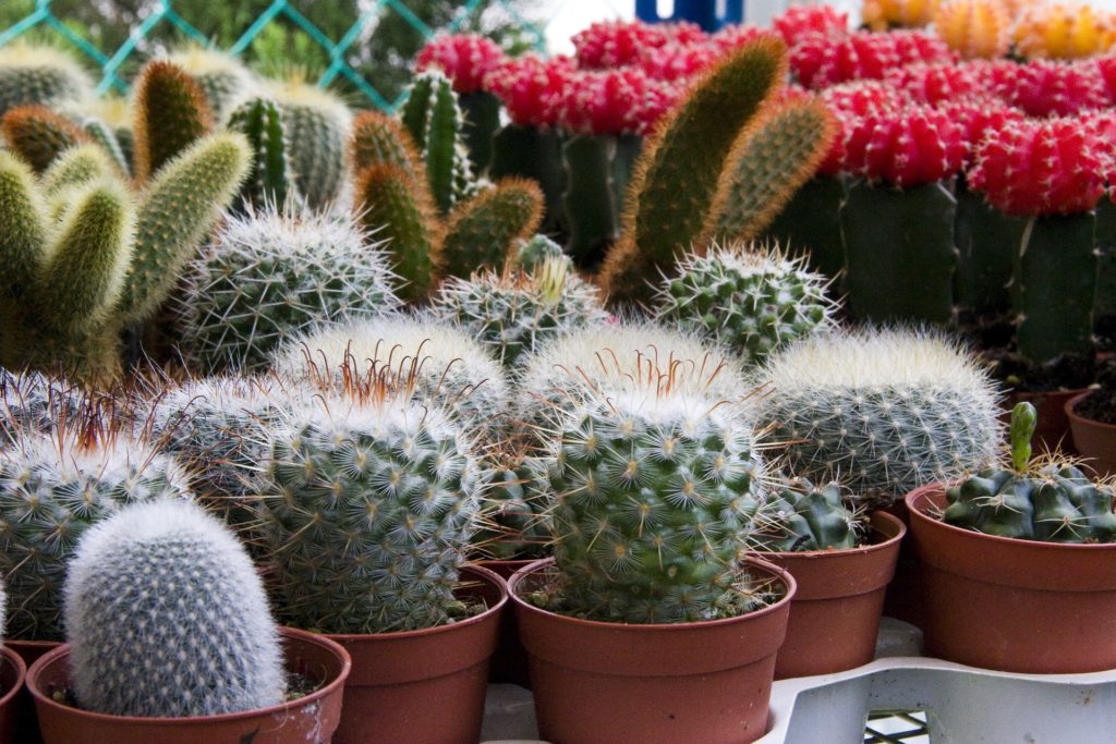 cactus, plantas